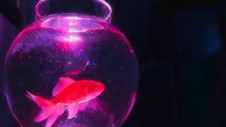 Life is not the same for everyone 🤞fish subscribe water music video views peace relaxing [upl. by Aniret]