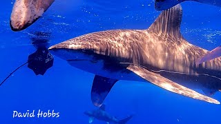 The Oceanic White Sharks off Cat Island Bahamas in Deep Mid Atlantic Ocean [upl. by Ruphina]