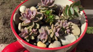 Succulent Wicking Containers 2 [upl. by Gally]