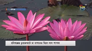 হবিগঞ্জে লাল শাপলার চোখ ধাঁধানো সৌন্দর্যে মুগ্ধ দর্শনার্থীরা  Lal Shapla in Habiganj  Deepto News [upl. by Uolyram249]