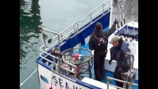 Fish Cleaning  Yaquina Bay  Newport Oregon [upl. by Elleval]