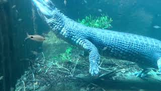 Indian Gharial Crocodile  Singapore Zoo [upl. by Mellisent]