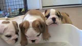 Baby English Bulldog Puppies [upl. by Sigrid]