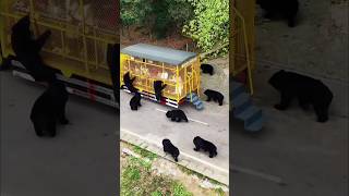 BEAR ATTACK BUS bear attack wildlifeshortsyoutubeshorts viral music short  videobomb [upl. by Nylidam411]