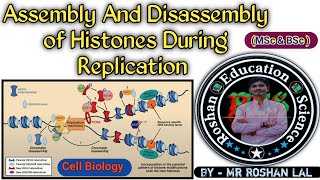 Assembly and Disassembly of Histones During Replication  Cell Biology Molecular BiologyMSc BSc [upl. by Lyret]