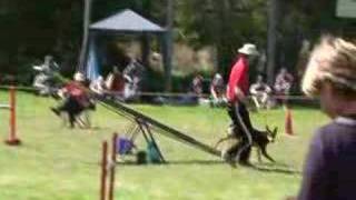 Loose Dog on Agility Course [upl. by Kobylak]