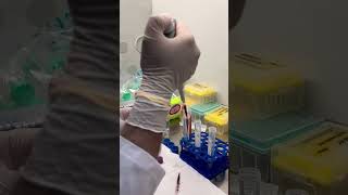 Journey into Peripheral Blood Mononuclear Cell Isolation StepbyStep Guide PBMCIsolation [upl. by Adle954]