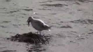 Seagull eats a big starfish [upl. by Disario737]