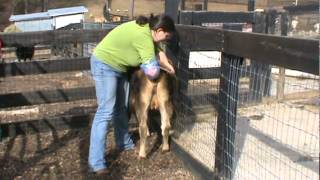 Tanglewood Farm Miniatures Palpating Miniature Jersey Heifer [upl. by Kyle]