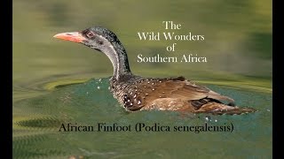 African Finfoot Podica senegalensis [upl. by Lorette]