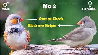 Differences Between Males and Female Zebra Finches Gender identification of zebra finches [upl. by Aneras998]