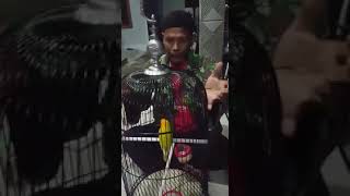 Doa sebelum berangkat lomba burung agar juara [upl. by Ofloda]