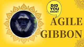 agile gibbon facts [upl. by Aiekat]