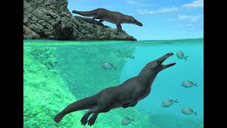 Fourlegged whale ancestors reached South America in an otterlike swimming style [upl. by Ojibbob525]