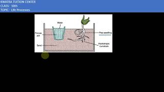 Q10 Design an experiment to demonstrate hydrotropism [upl. by Artaed656]