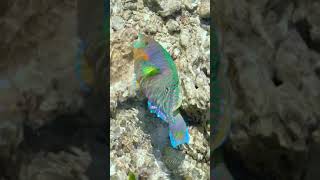 Beautiful Parrotfish at Heron Island shorts [upl. by Faubion]