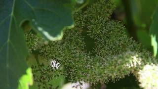 How Grapevines Bloom and Fruit Develops  Grape Flowers at Jordan  Wine Education Videos [upl. by Akcebar653]