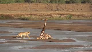 Samburu NR  Lion attacks giraffe [upl. by Ferretti]