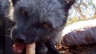 Pet Fox eats his dinner FRESH MEAT [upl. by Jahdai822]