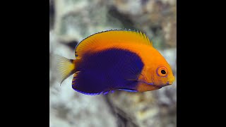 New Flameback Angelfish [upl. by Rodoeht]