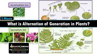 What is Alternation of Generations in Plants Sporophyte vs Gametophyte with examples [upl. by Werdnaed322]