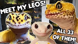 MEET ALL MY LEOPARD GECKOS [upl. by Jelle]