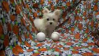 Smallest Adult Dog in the world Micro Tiny Teacup MaltiPoo [upl. by Candyce]