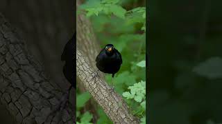 Whats REALLY Happening to Common Blackbirds in 2024 bird wildlife forestbirds wildbirds [upl. by Fitting]