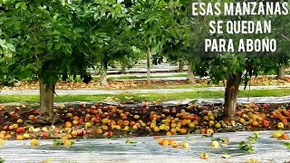 Todas estas manzanas ahí se pudrenLas dejan para abono por alguna razon🤔🤐 [upl. by Mlehliw716]