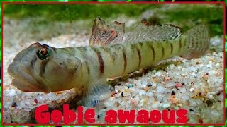 Awaous flavus  Valenciennes 1837  Gobiidae  Awaous  122016 [upl. by Madeline979]