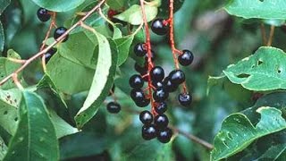 Plant Identification  American Wild Black Cherry [upl. by Uda234]