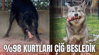 ALFA SİYAH KURT İLE GRİ KURT ÇİĞ ET BESLEME [upl. by Annocahs]