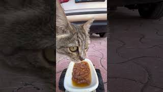 cat feeding at rc car cat catfeeding asmrcatfeeding cute feedinganimals catfeedingasmr [upl. by Clough462]