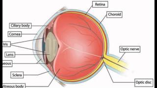 Function Of The Pupil In The Eye [upl. by Suolkcin]