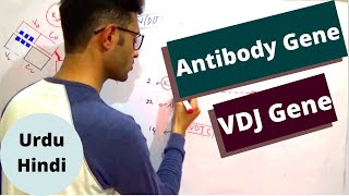 Genes of Antibody  VDJ and C genes of Antibody  VDJ gene rearrangement Urdu Hindi [upl. by Nnylireg65]