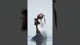 Balzen der Haubentaucher🥰 grebe bird naturschutz reelsinstagram shorts shortsviral nature [upl. by Marianne264]