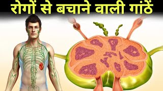 शरीर को रोगों से बचाने वाली गाठें  lymph node anatomy in hindi [upl. by Grenville]