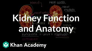 Kidney function and anatomy  Renal system physiology  NCLEXRN  Khan Academy [upl. by Andromache]