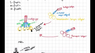 Kompleman Sistemi Complement System Lectin and Alternative Pathway [upl. by Gnuy639]