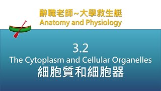 🛶大學救生艇🛶 32 The Cytoplasm and Cellular Organelles 細胞質和細胞器 [upl. by Sheelah]