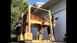 DIY Horse Shoeing Stocks [upl. by Deloris]