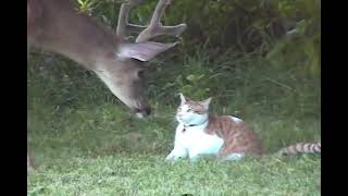 Snuggles The Cat Meets Deer [upl. by Tereb]