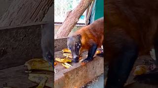 El coatí o el “mishashoquot produce el café más caro del mundo llegando a costar 1400 dólares el kg ☕☕ [upl. by Aitnuahs]