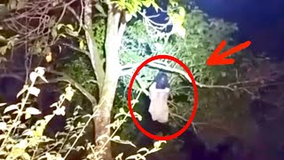 12 PINAKA NAKAKATAKOT NA NILALANG NA NAKUHANAN NG VIDEO Aswang sa puno ng Mangga [upl. by Aniluj]