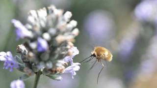 Les petites bêtes du jardin garden insectsavi [upl. by Araj]