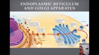 Endoplasmic Reticulum and Golgi Apparatus Tutorial [upl. by Durr]