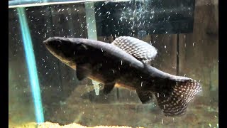 Big Black Wolf fish in Attack mode Hoplias Curupira [upl. by Nwahsal367]