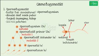 Materi Gametogenesis [upl. by Esserac]