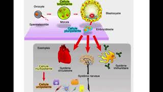 SNC2DUnité 3 Leçon 4Cellules souches et différentiation cellulaire [upl. by Samella137]