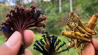 Dragonfly natures mini fighter‼️catches dragonflies and grasshoppersdamselflies [upl. by Jobi268]